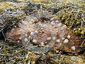 Limpet on the stone