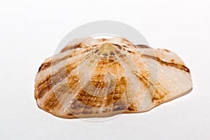 Limpet on white background