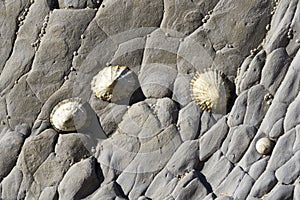 Limpets