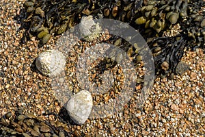 Limpets. An aquatic sea snail clinging on a rock at the St Brelade seashore