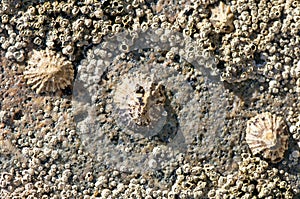 Limpets and barnacles