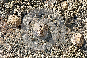 Limpets and barnacles photo