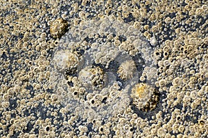 Limpets and barnacles at low tide