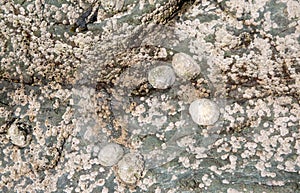 Limpets and barnacles on rock photo