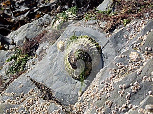 Limpets and barnacles on seaworn rocks photo
