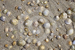 Limpets photo