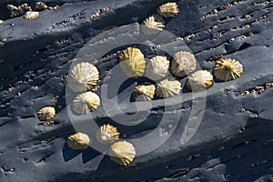 Limpets