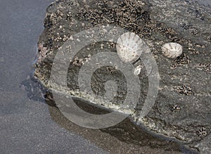 Limpets photo