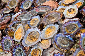 Limpets on the fish market, Madeira, Portugal photo