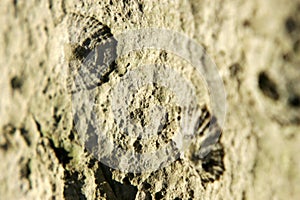 Limpets on a rock