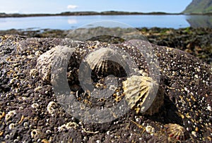 Limpets on a rock photo