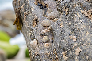 limpets on a rock on the atlantic coast