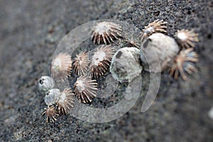 Limpets on a rock photo
