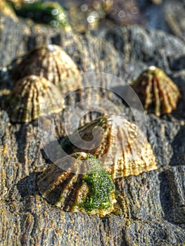 Limpets on a rock photo