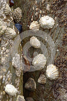 Limpets on a rock in Mousehole, conrwall. Molluscs photo