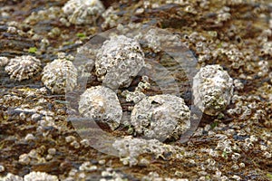 Limpets on a rock in Mousehole, conrwall. Molluscs