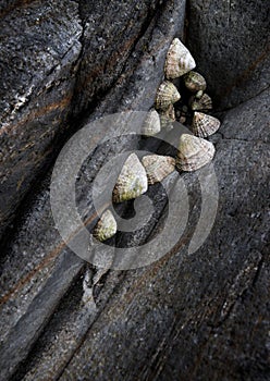 Limpets on seaside rocks photo