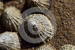 Limpets shells