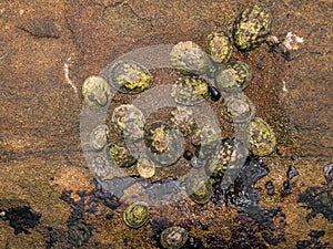 Limpets and Snails