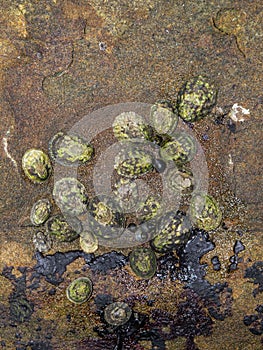 Limpets and Snails