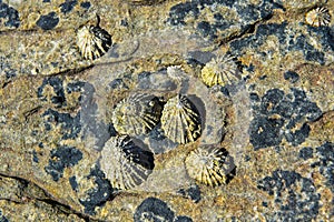 Limpets (Patellidae) growing on rocks in the surf zone photo