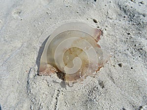Limpid jellyfish on the sand, closeup photo
