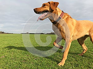 A limping dog with an injured leg
