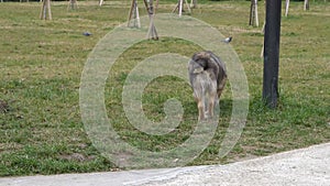 A limping street dog strolling on the green grass meadow in the park