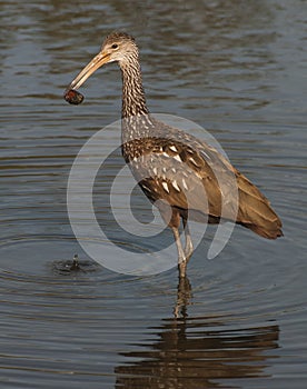 Limpkin with