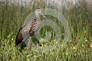 Limpkin photo
