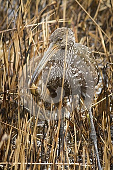 Limpkin with apple snail