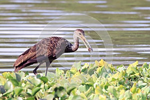 Limpkin Aramus guarauna eating snail within the vegetation of a lake. PituaÃ§u Park; Salvador, Bahia