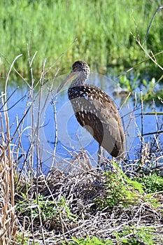 Limpkin (Aramus guarauna) wadding near edge of water in wetland