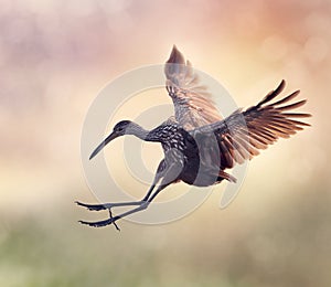 Limpkin Bird in Flight