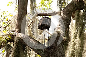 Limpkin bird perched in a tree