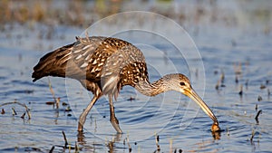 Limpkin catching a mollusc (Aramus guarauna), Florida, United states