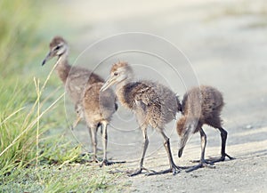 Limpkin Chicks in Florida Wetlands