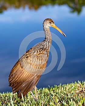 Limpkin fishing in the morning...