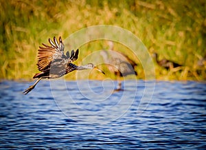 Limpkin flies toward others in flock at Myakka River State Park.CR2