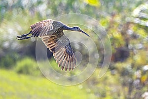 Limpkin In Flight Over Bushes, Closeup