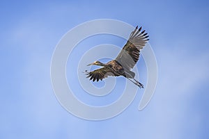 Limpkin In Flight With Wingspan