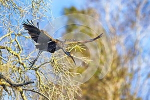 Limpkin Flying In A Dive