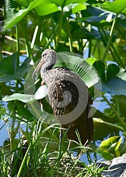 A limpkin on the lake. A large and varied number of birds make lake Morton a home.