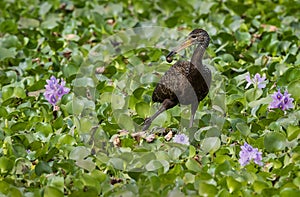 A limpkin photographed in Argentina photo