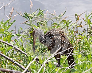 Limpkin in profile by river
