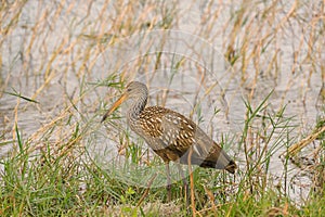 Limpkin Standing in a Pond