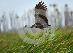 Limpkin taking off in the Orlando Wetlands Park, Florida. photo