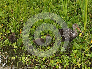 Limpkin with two young chicks photo