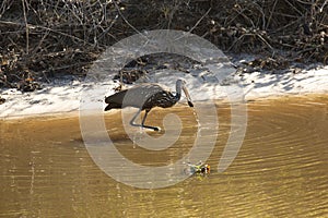 Limpkin wading along canal in Lake Kissimmee Park, Florida.