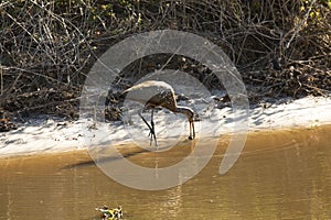Limpkin wading along canal in Lake Kissimmee Park, Florida.